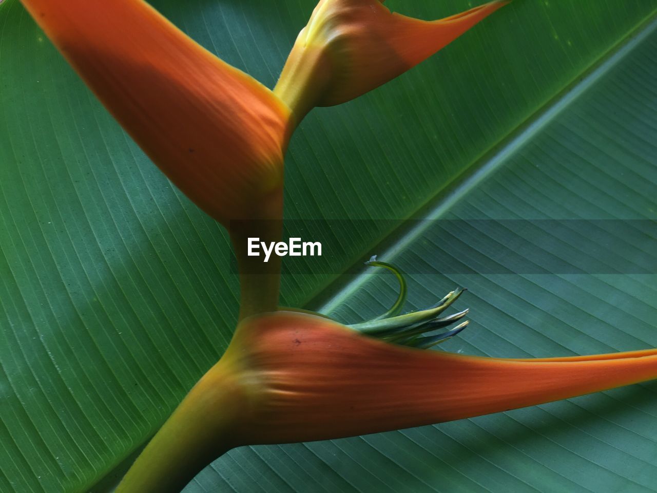 Bird of paradise growing outdoors