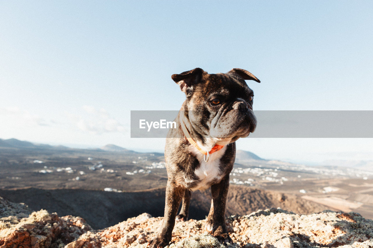 Dog standing on a mountain against sky