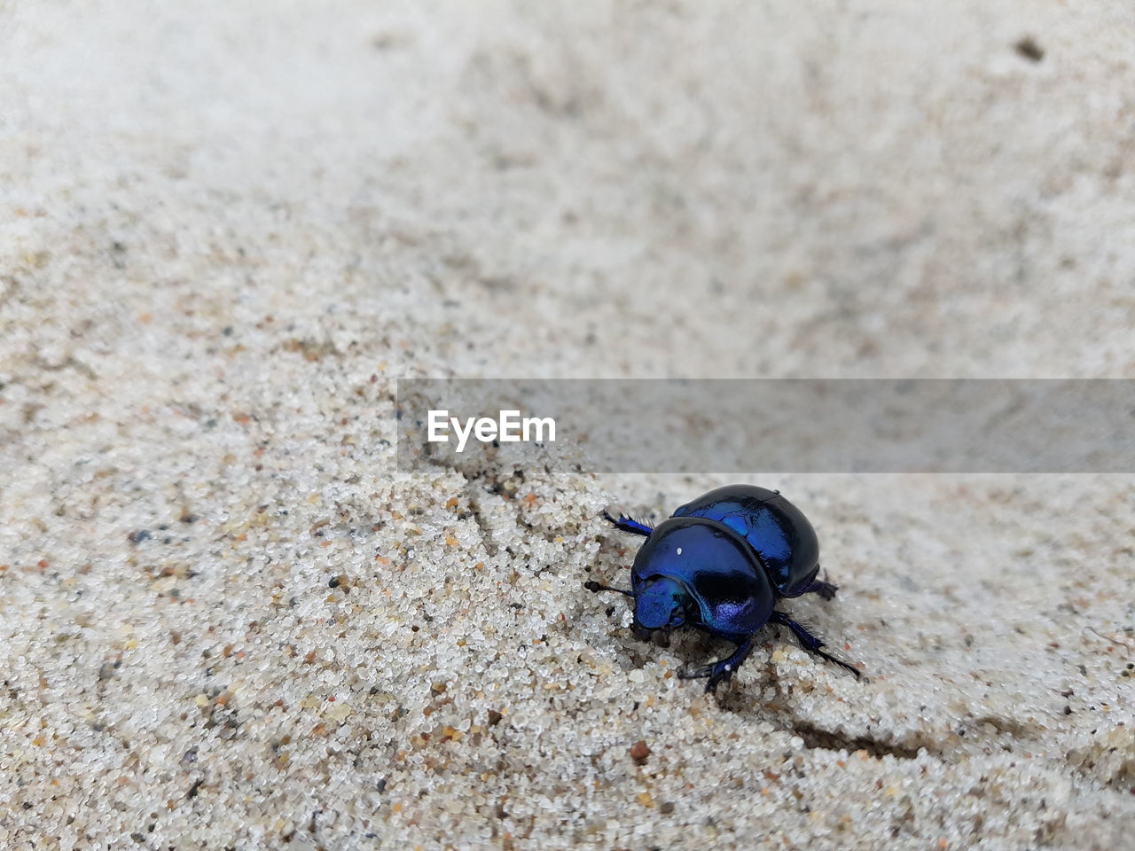 HIGH ANGLE VIEW OF AN INSECT ON SAND