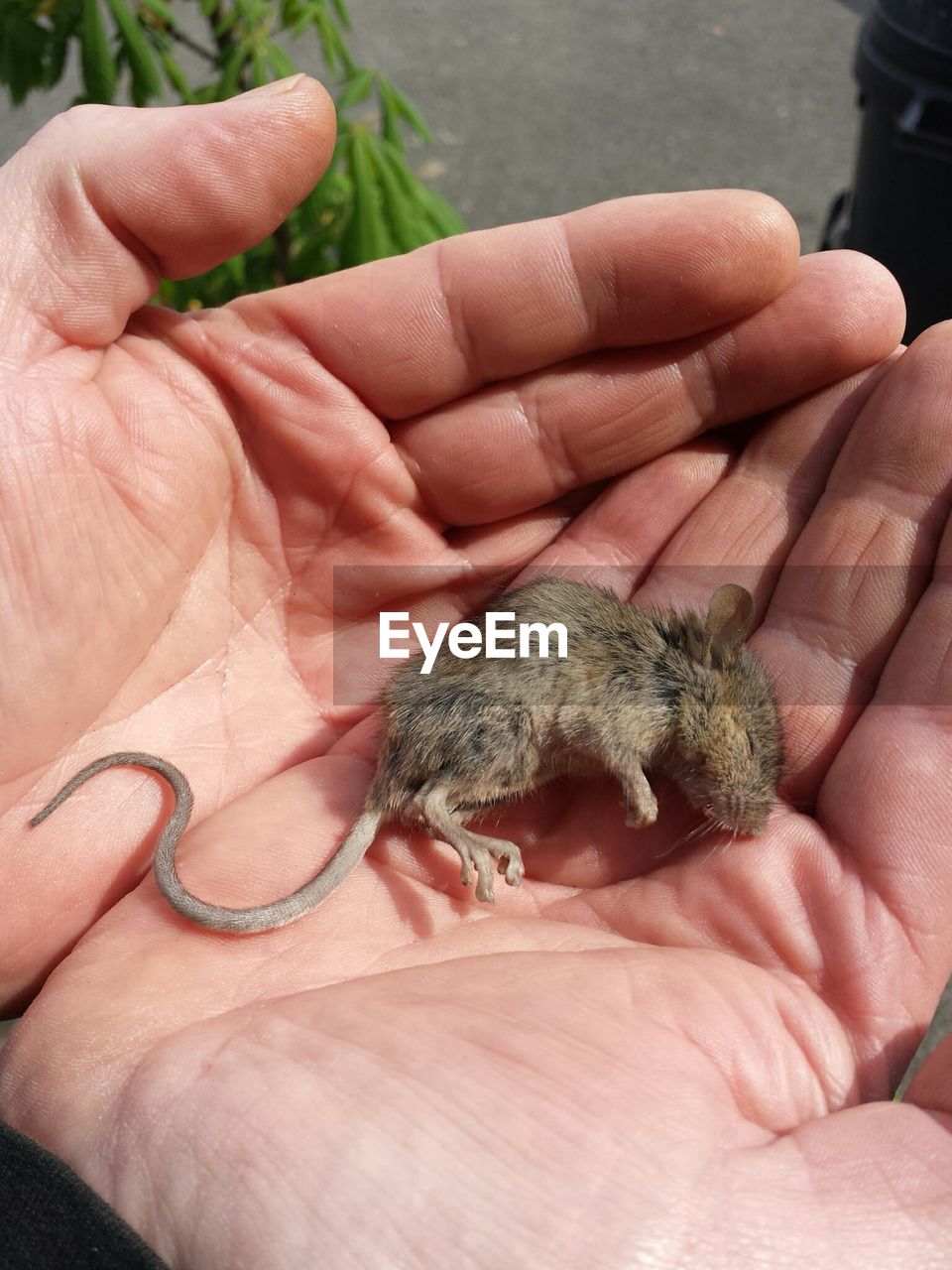 Young rat in man's hands