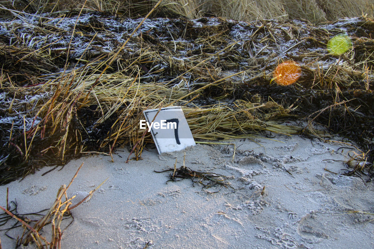 CLOSE-UP OF PLANTS ON THE GROUND