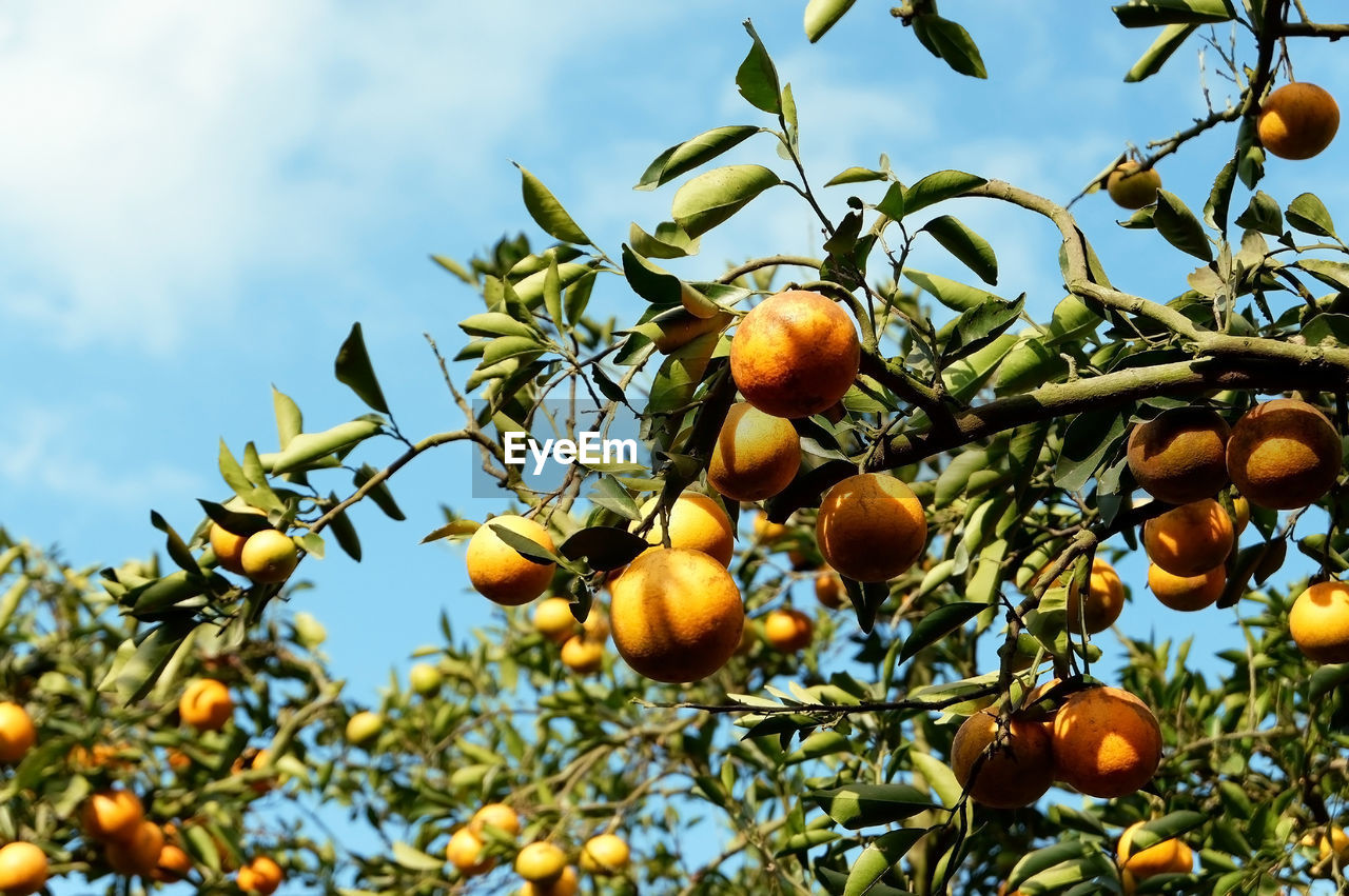 Citrus fruit ready to be harvested on a plantation