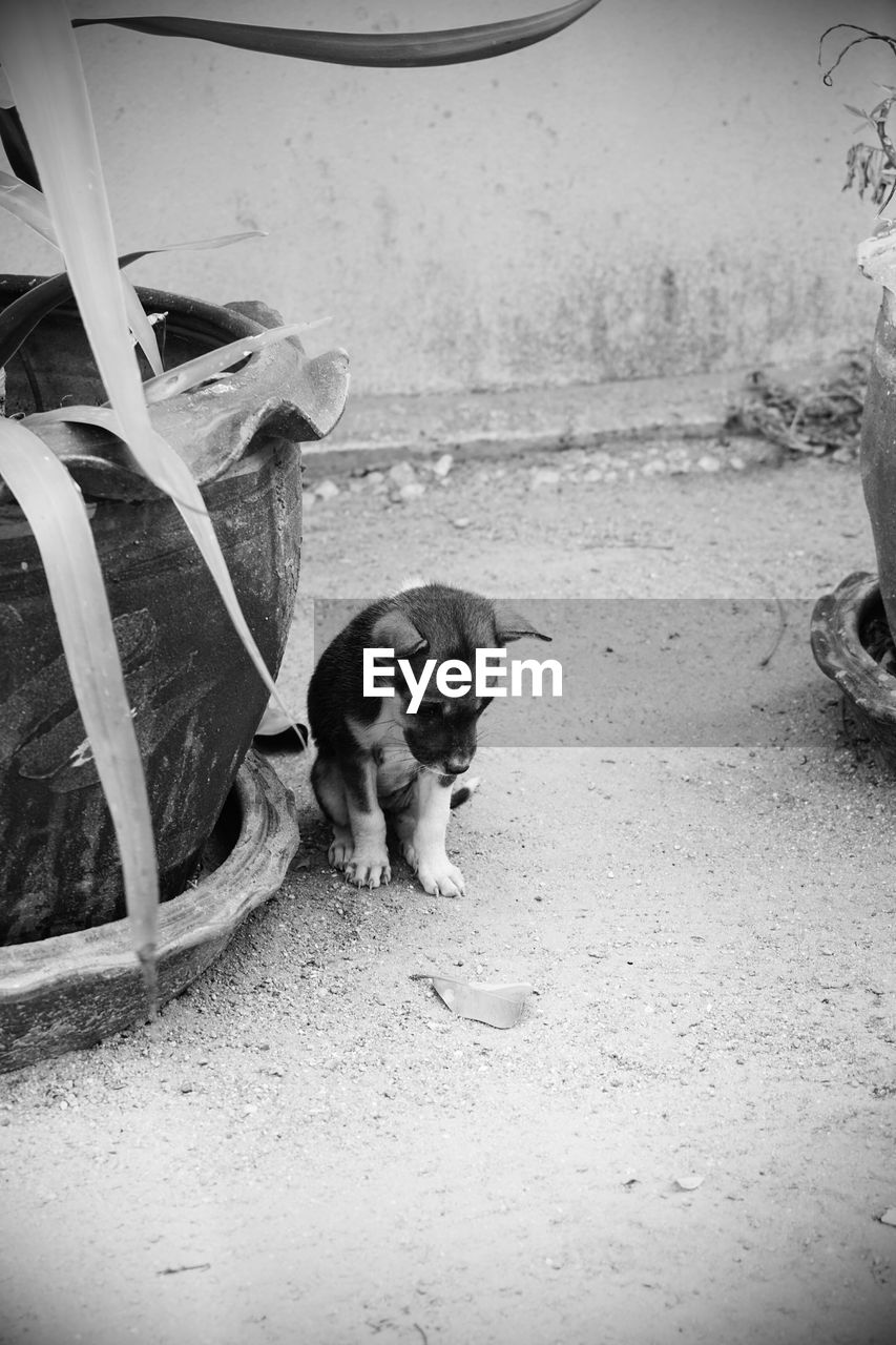 REAR VIEW OF DOG LOOKING AWAY