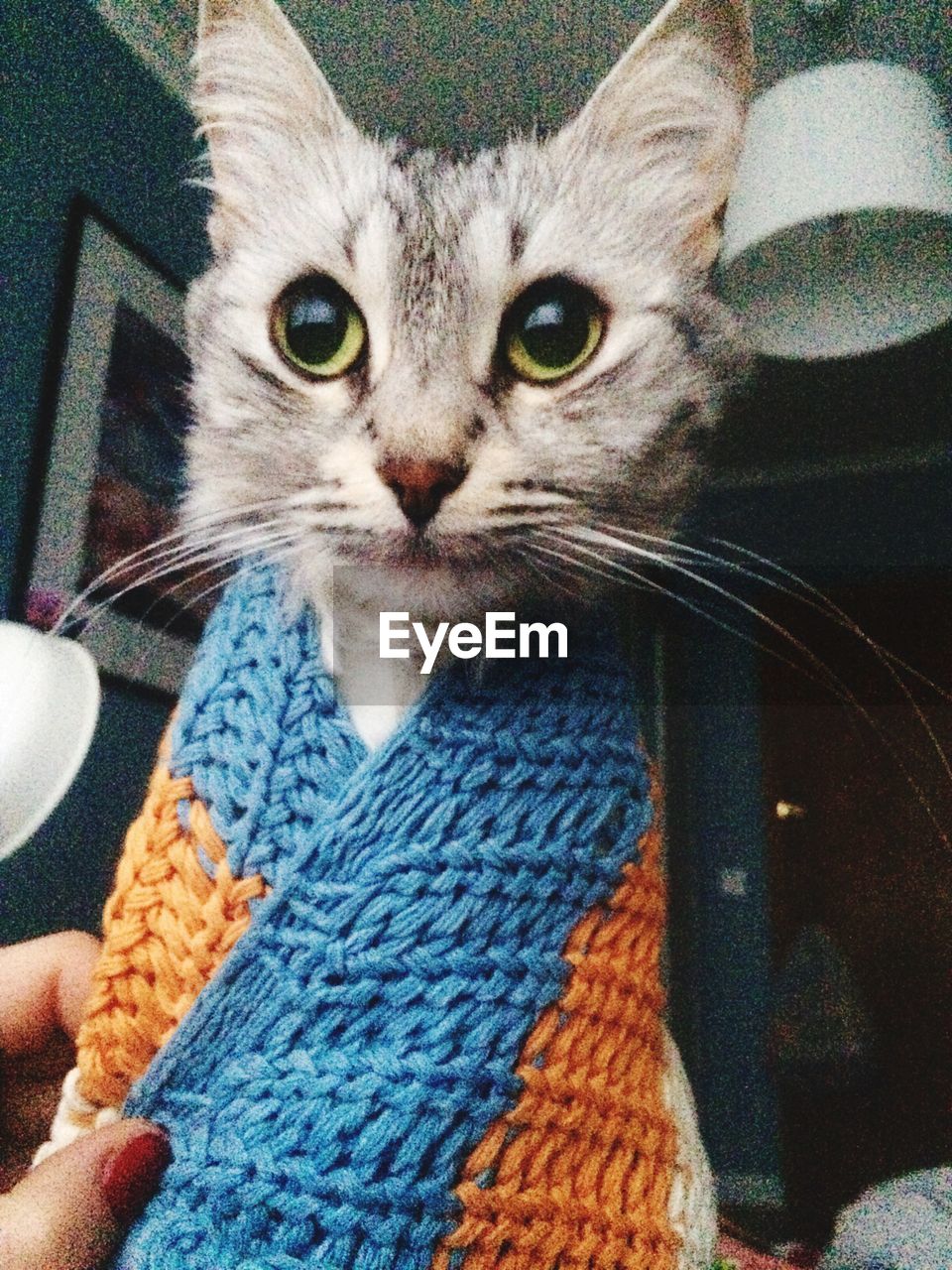 CLOSE-UP PORTRAIT OF CAT ON BLANKET