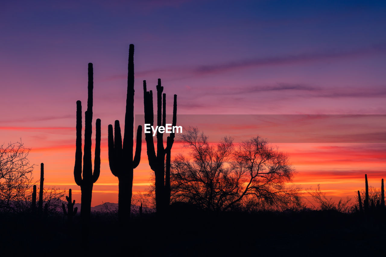 Scenic desert landscape with saguaro cactus silhouettes and sunset sky in phoenix, arizona