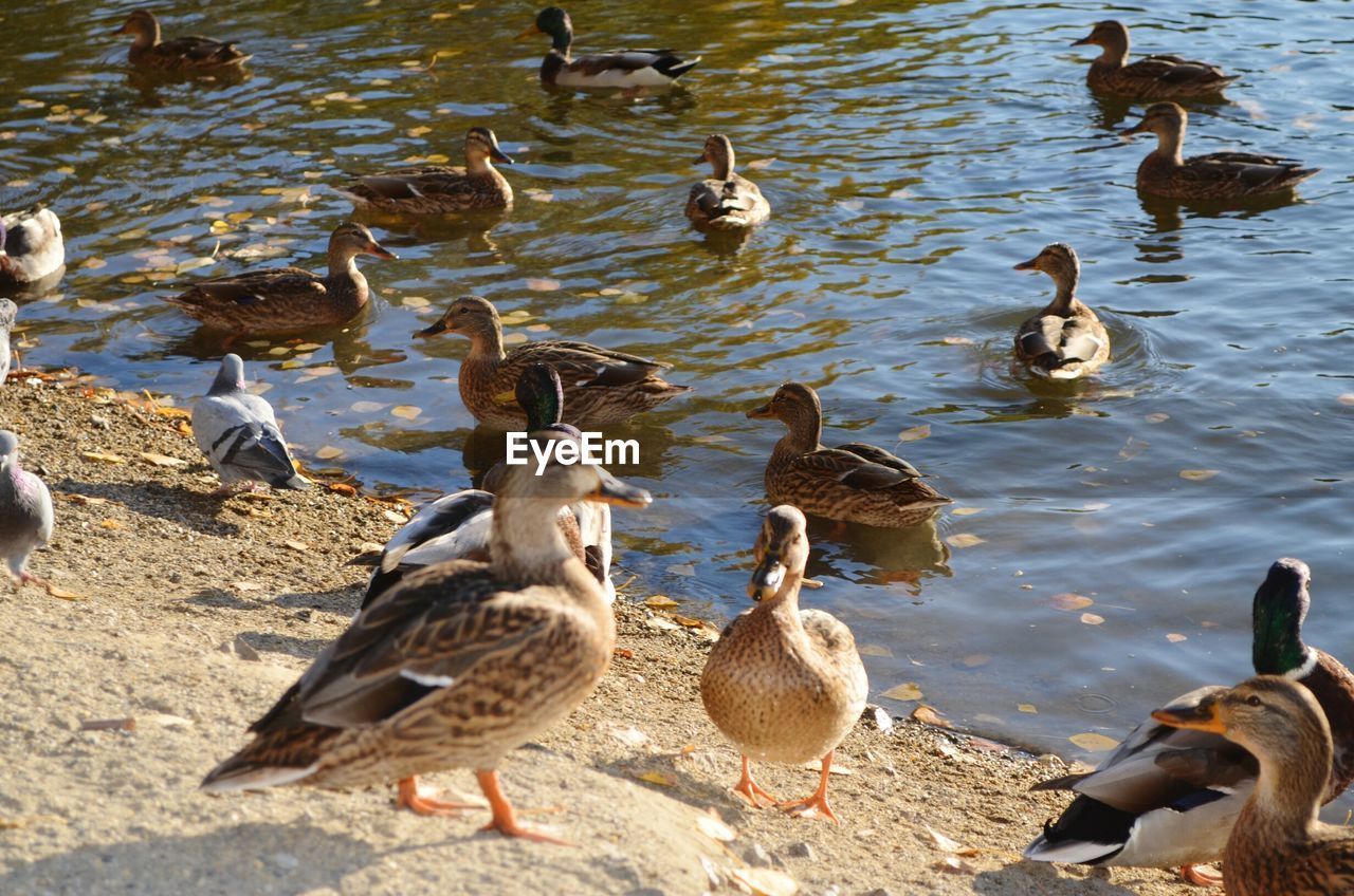Flock of ducks by lake