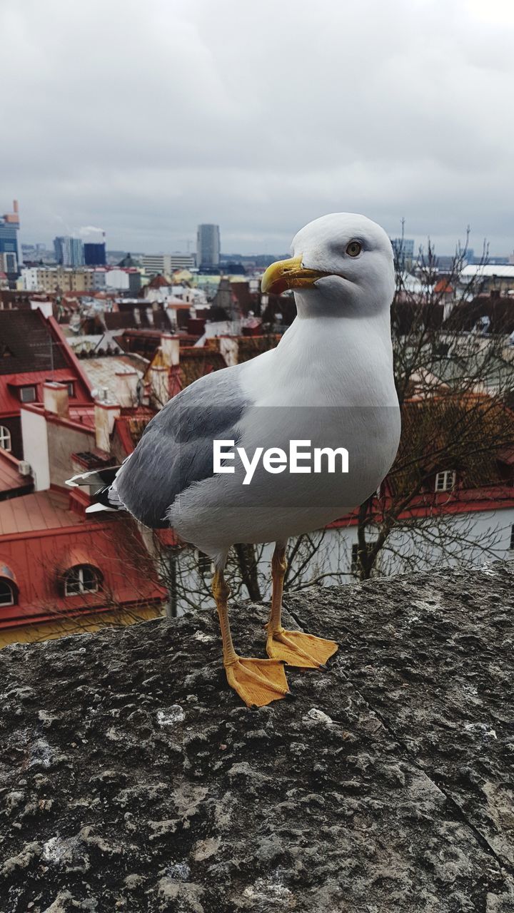 CLOSE-UP OF SEAGULL PERCHING ON THE CITY