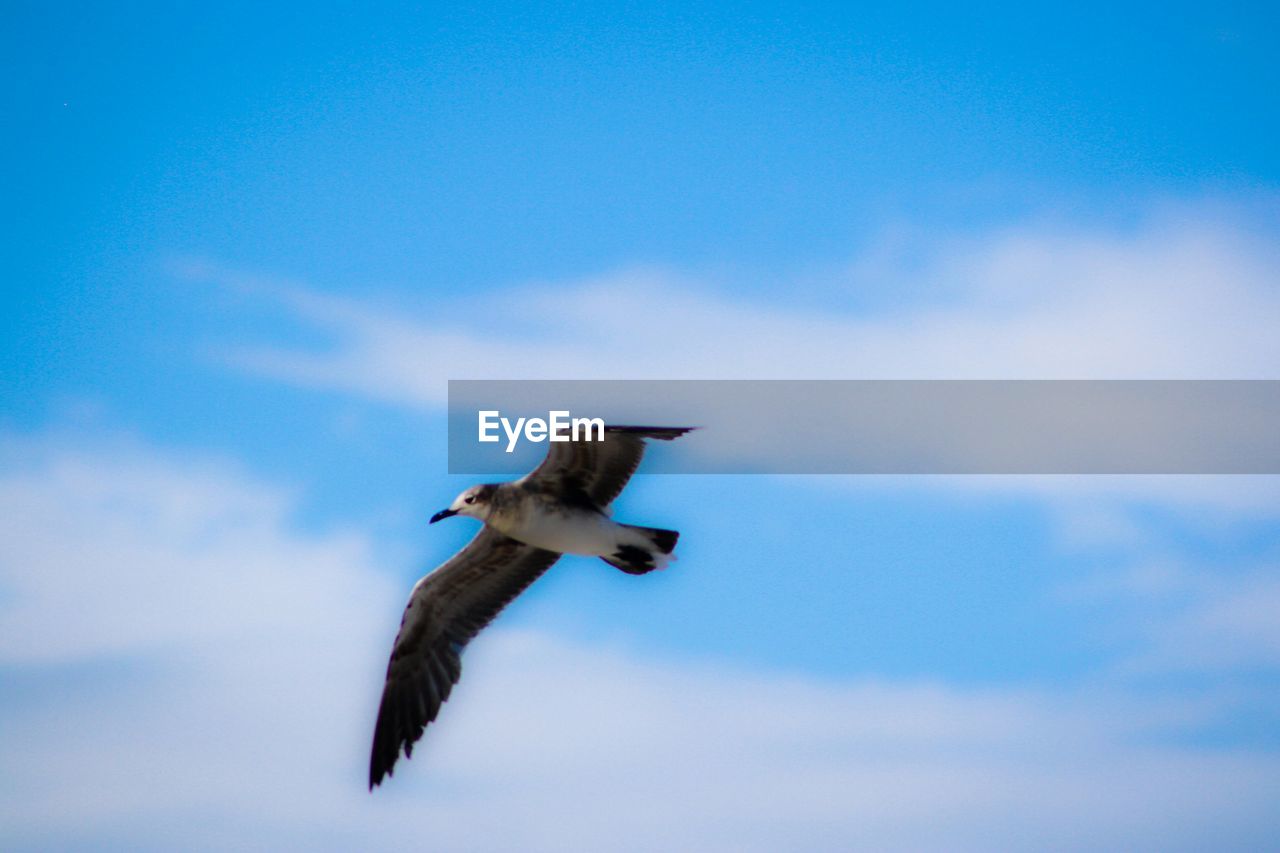 Low angle view of seagull flying against cloudy blue sky