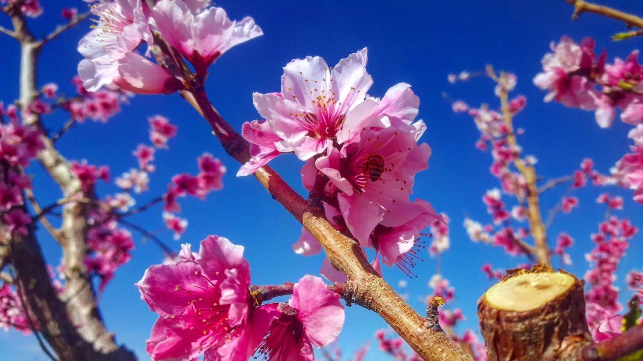 CLOSE-UP OF PINK FLOWERS ON BRANCH AGAINST SKY