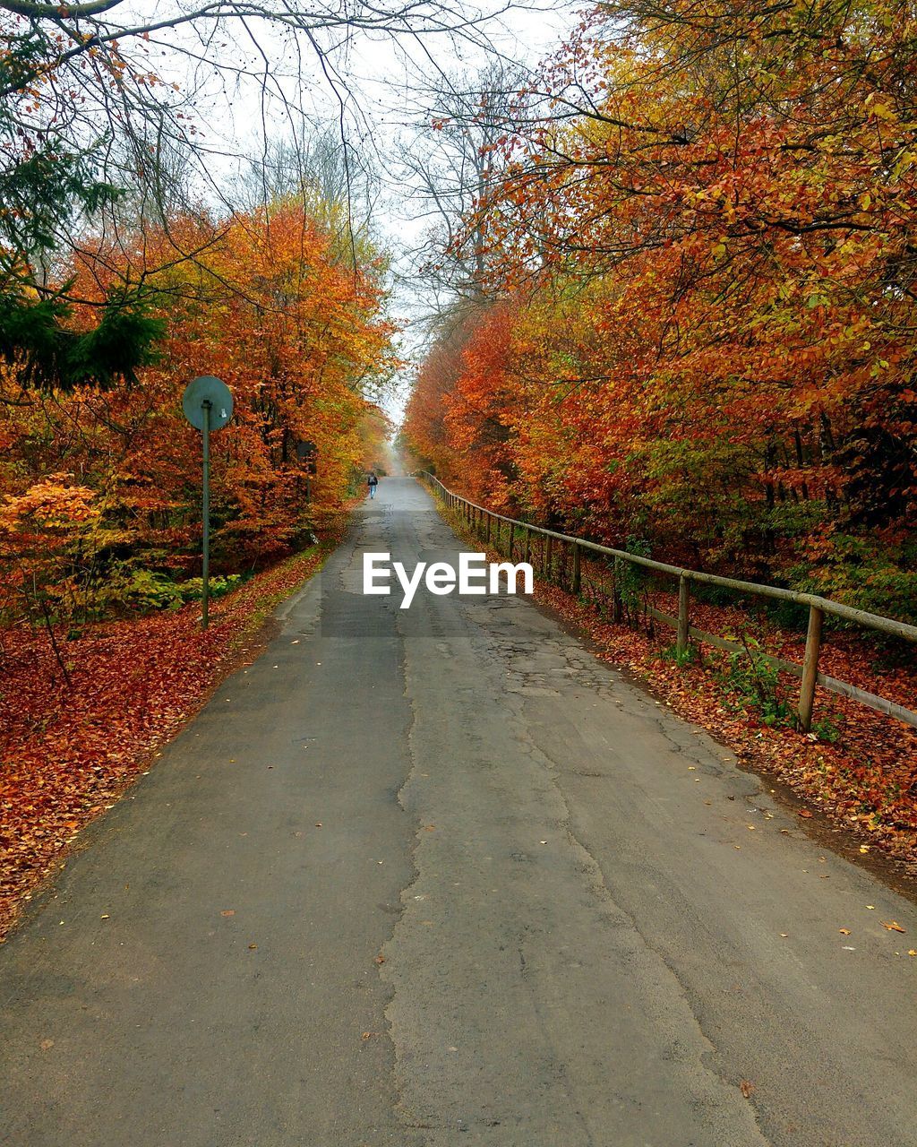 EMPTY ROAD PASSING THROUGH FOREST