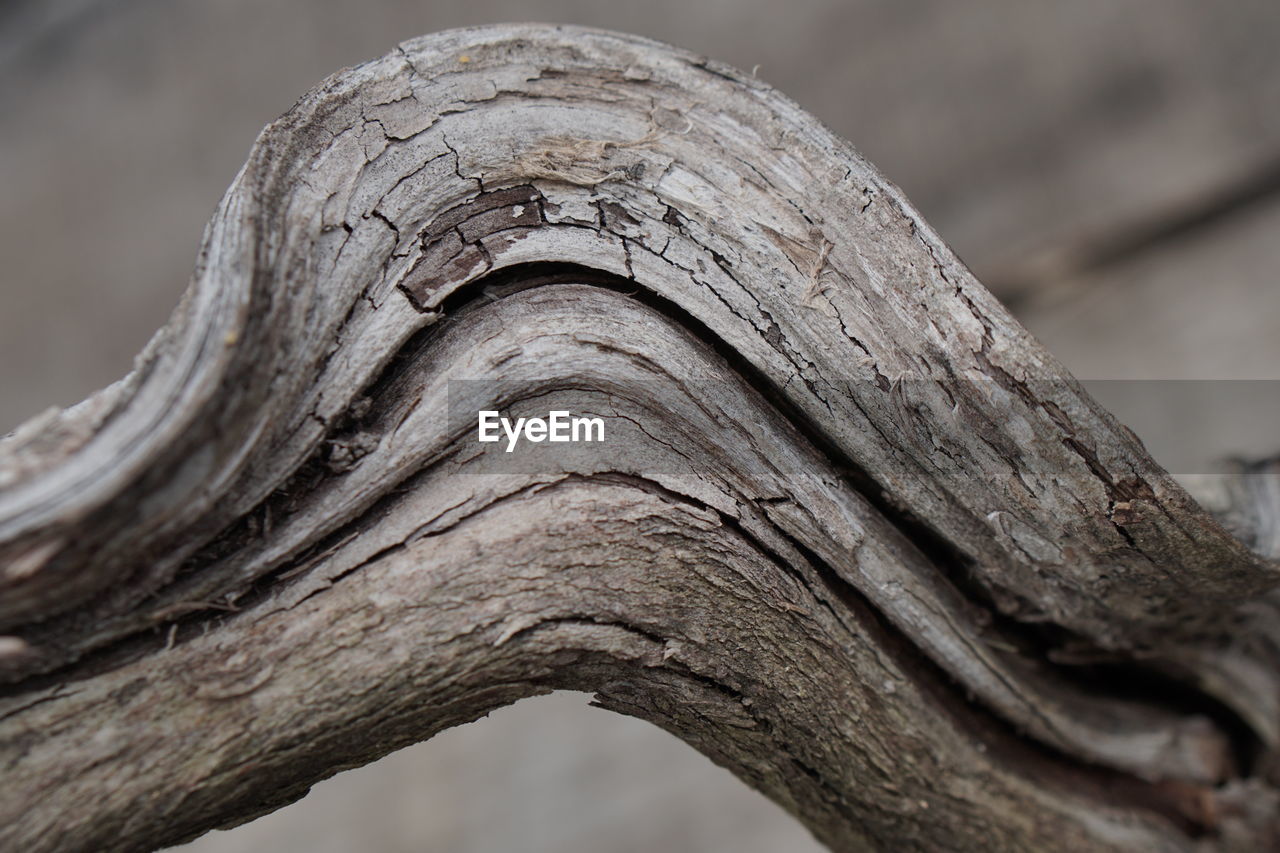 LOW ANGLE VIEW OF TREE BARK