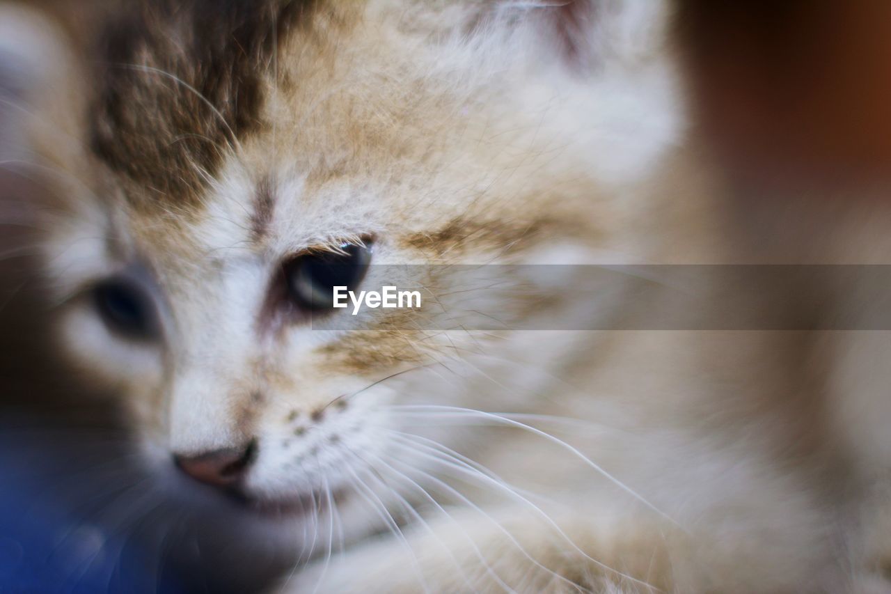 Close-up kitten looking away