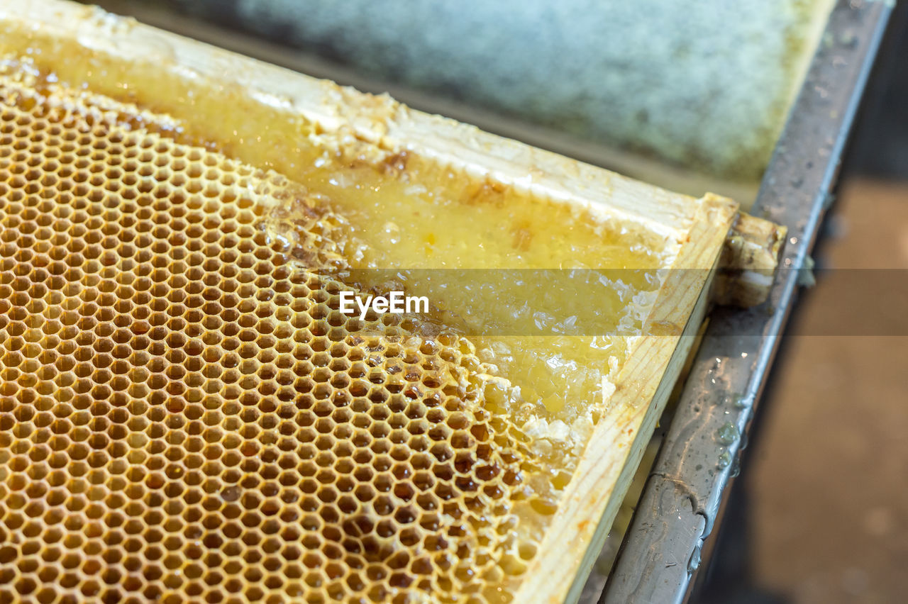 HIGH ANGLE VIEW OF BEES ON TABLE