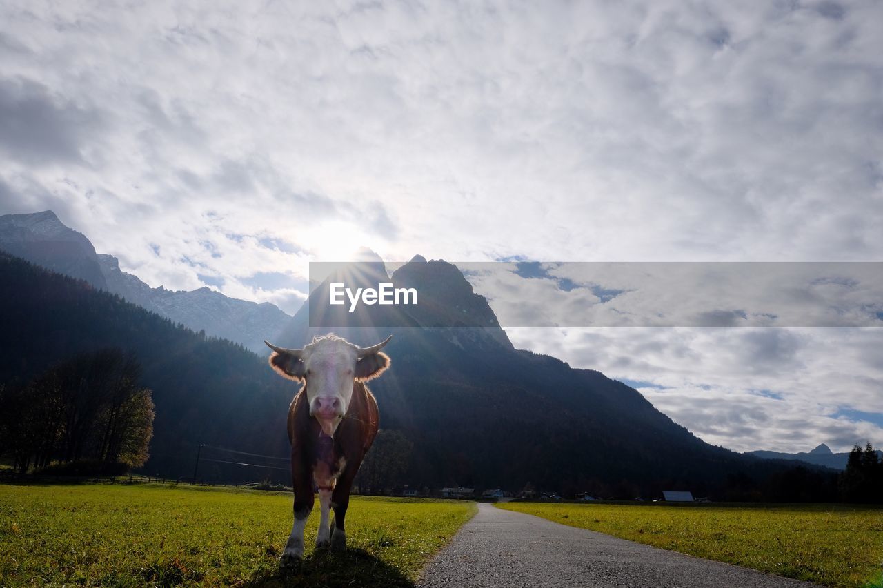 Low angle view of cow standing by road against mountains