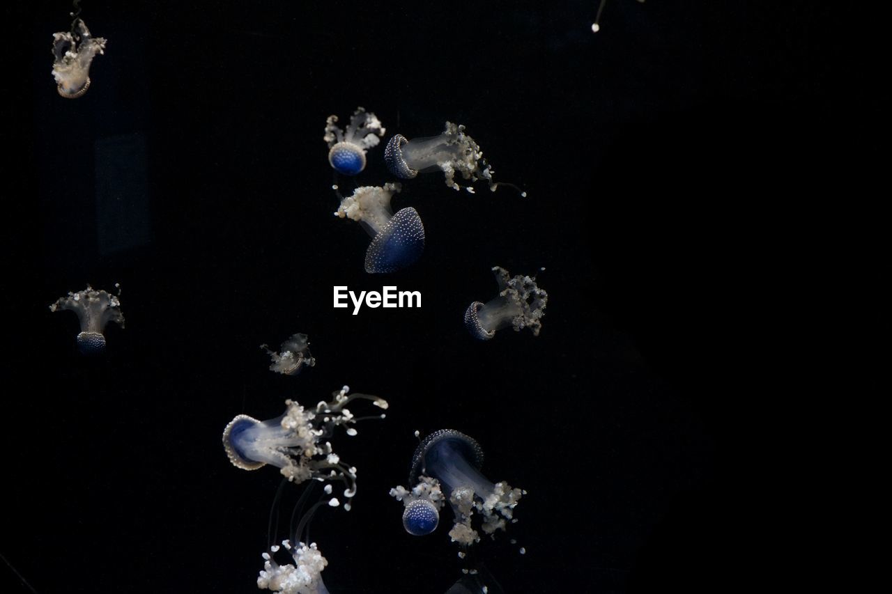 CLOSE-UP OF JELLYFISH UNDERWATER