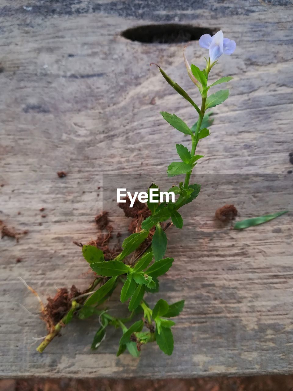 HIGH ANGLE VIEW OF FLOWERING PLANT