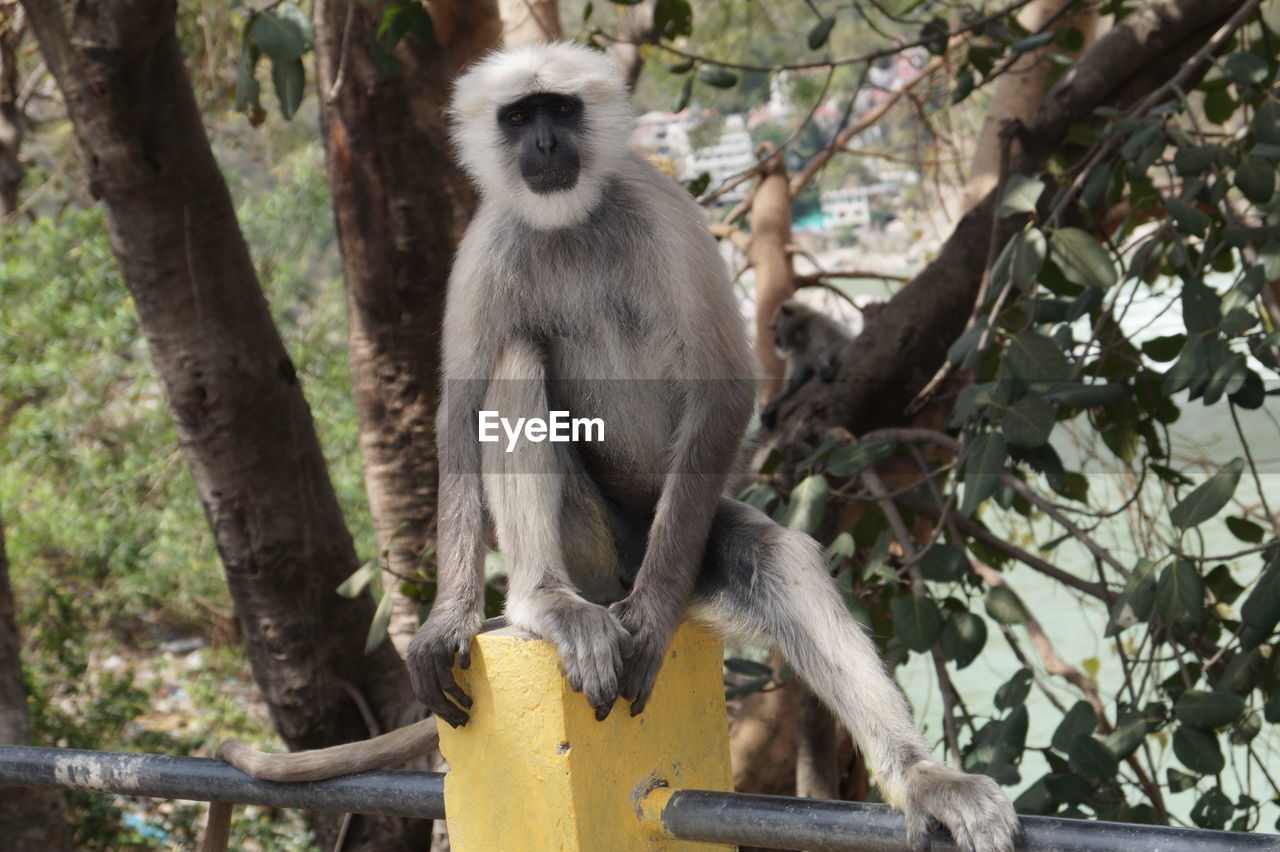 Portrait of monkey sitting on tree