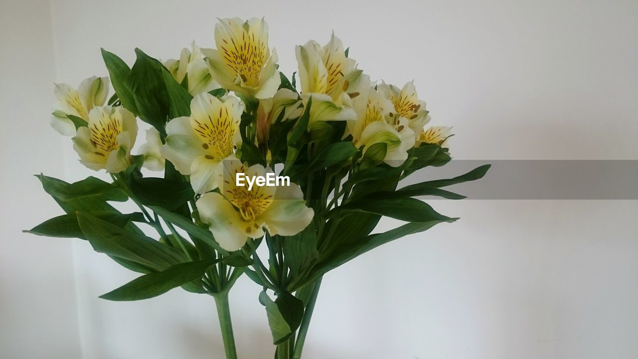 Close-up of flower bouquet