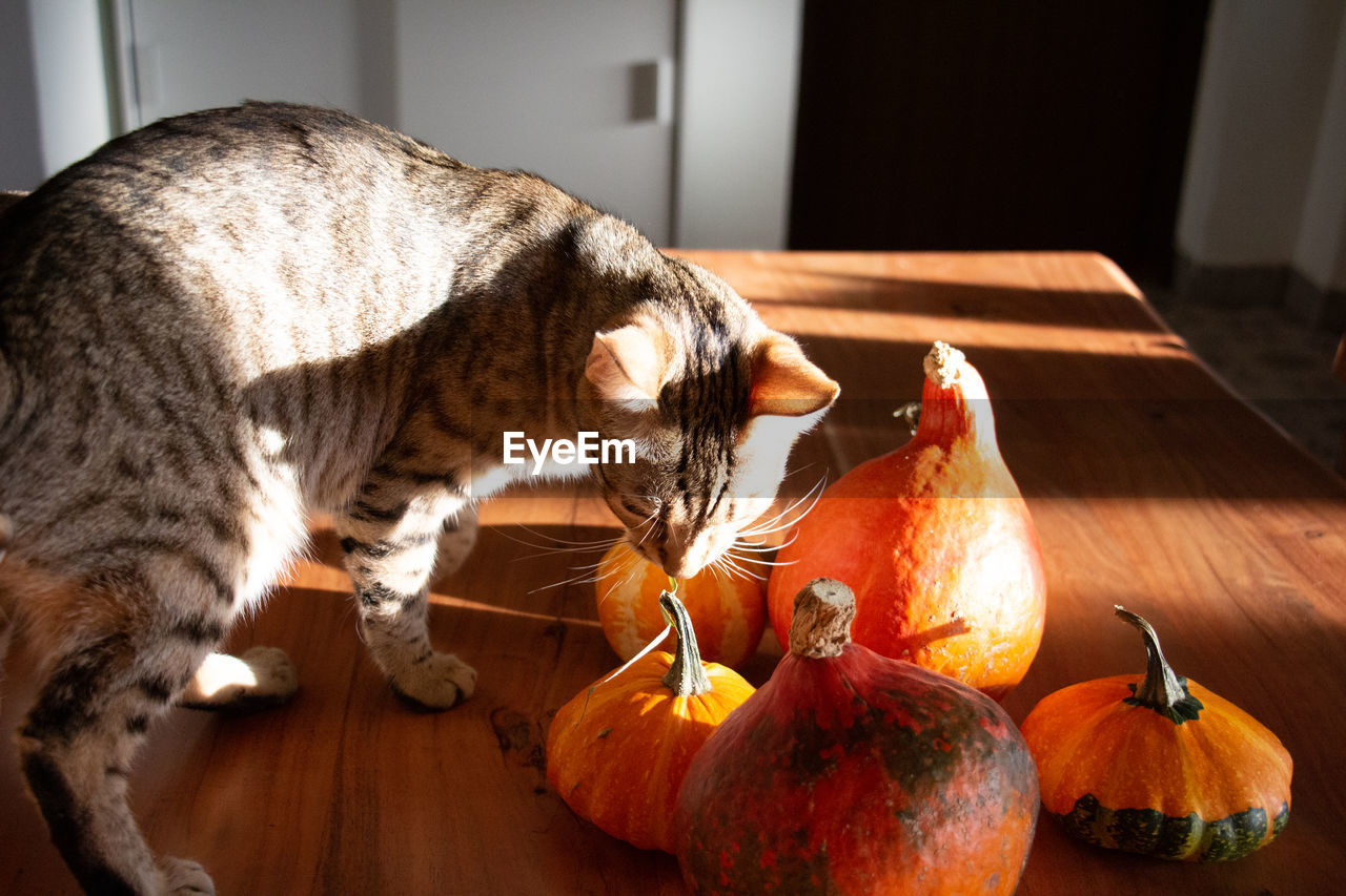 Franz the tabby bengal cat in walking on the wooden table and smelling the fresh pumpkins in autumn.