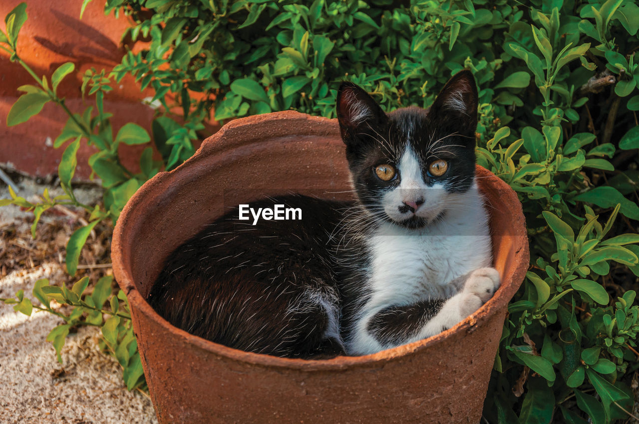 Cute kitten quietly lying inside a vase in a garden at a farmstead near elvas, in portugal.