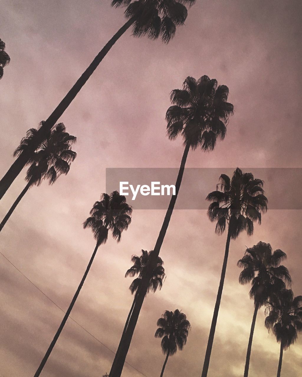 Low angle view of silhouette palm trees against sky