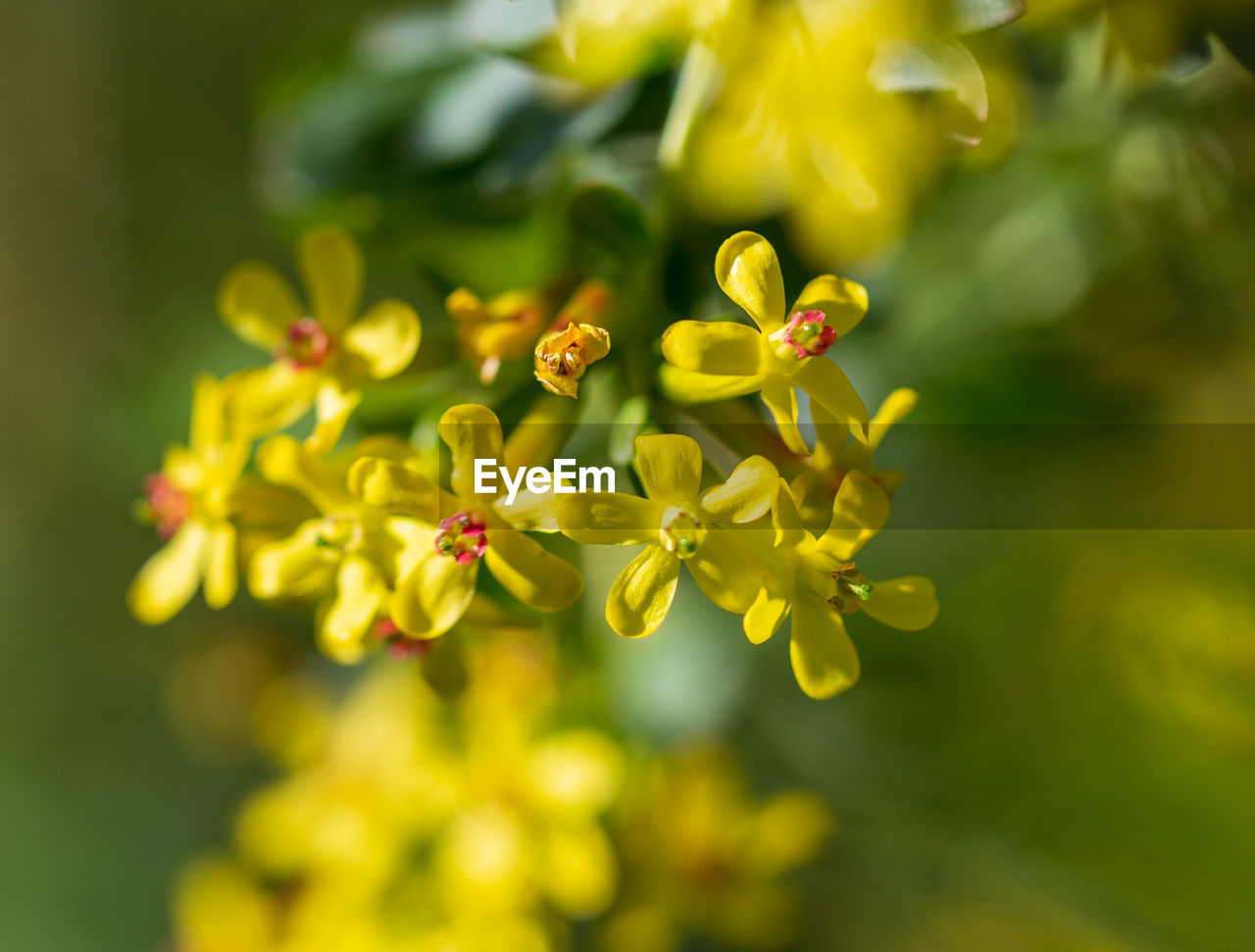 Close-up of yellow flowering plant