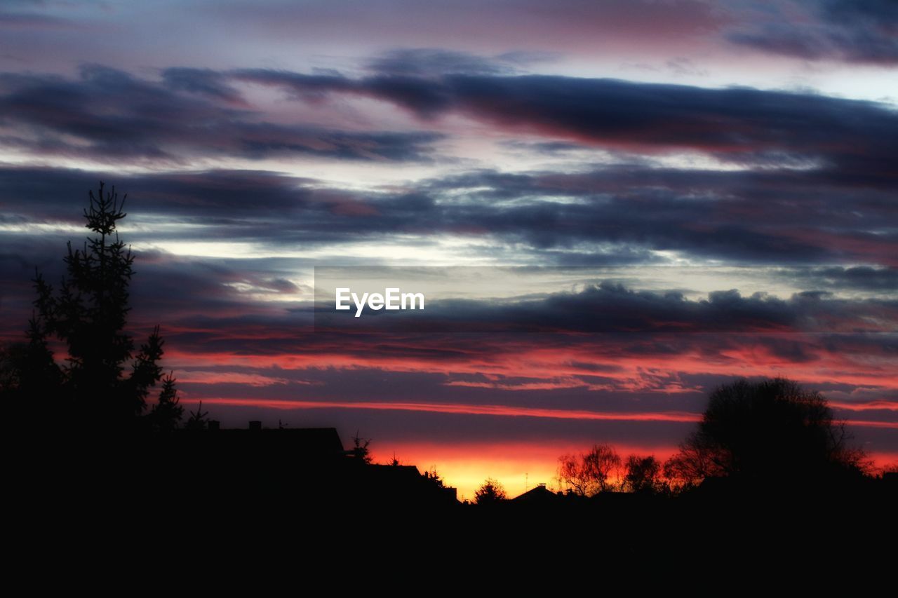 SILHOUETTE OF TREES AT SUNSET