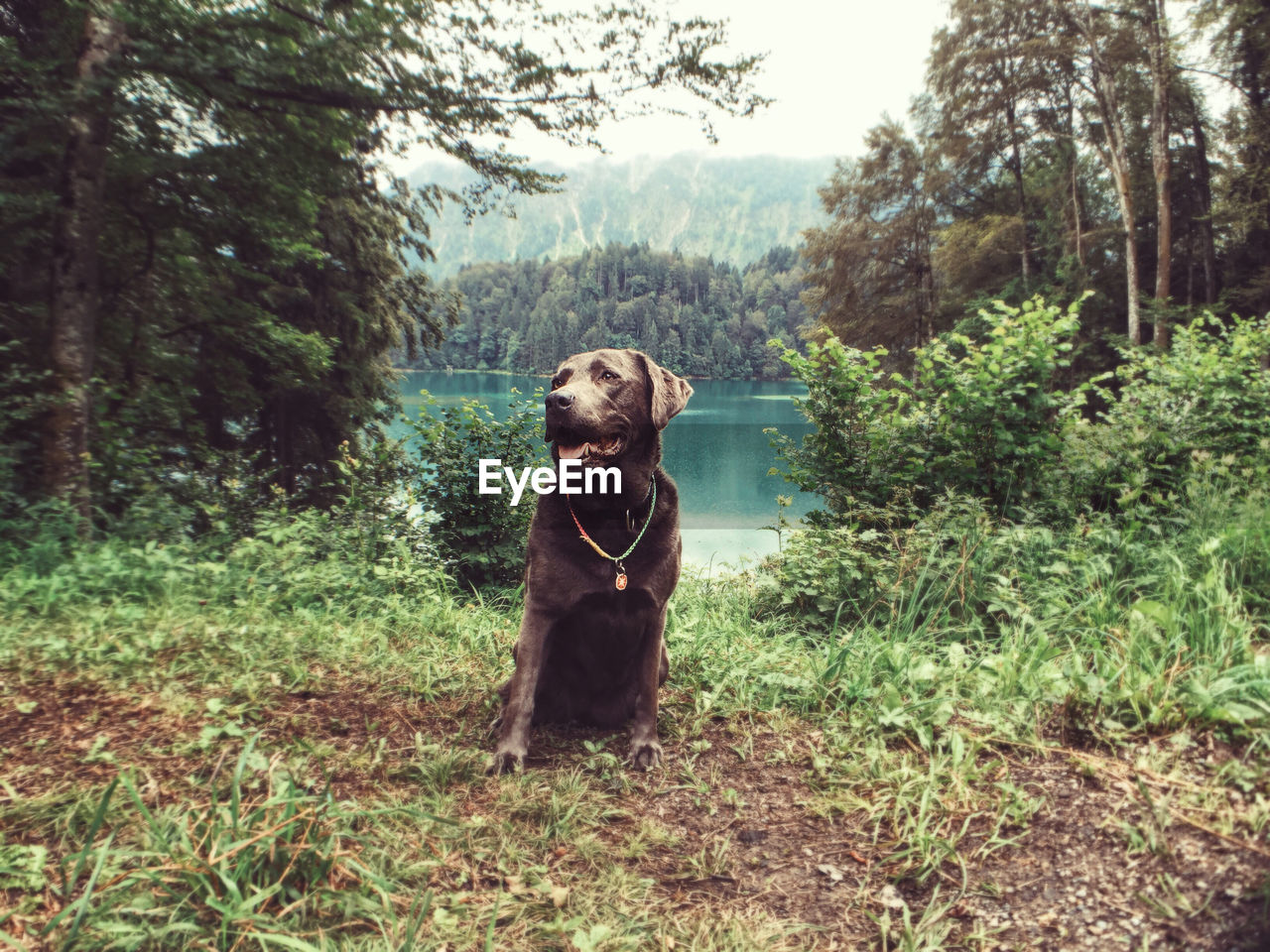 Dog relaxing on field against lake