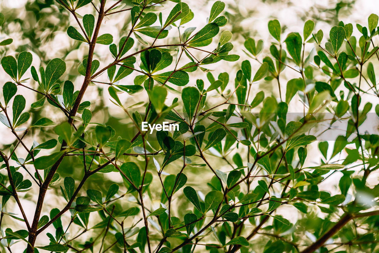 CLOSE-UP OF FRESH GREEN PLANT