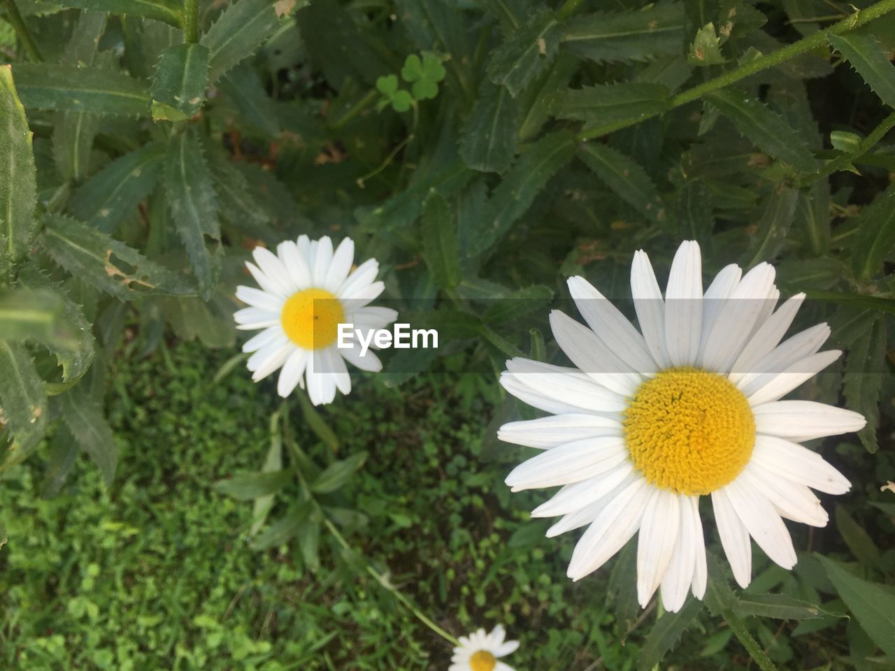 CLOSE-UP OF WHITE DAISY FLOWERS ON FIELD