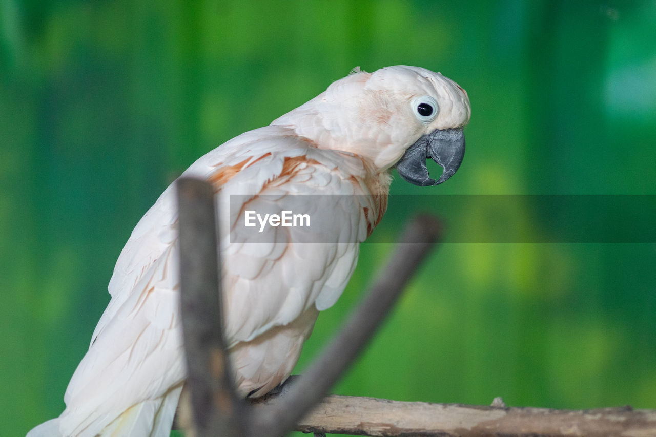 animal, animal themes, bird, pet, animal wildlife, parrot, beak, one animal, wildlife, wing, nature, green, animal body part, cockatoo, no people, feather, perching, outdoors, close-up, focus on foreground