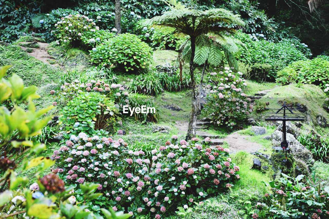 FLOWERS GROWING ON PLANT