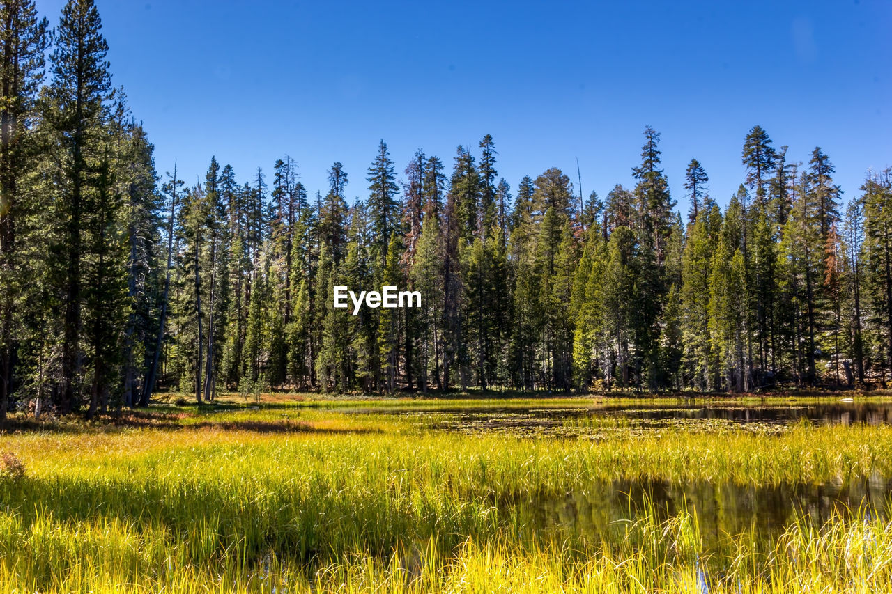 Scenic view of field against clear sky