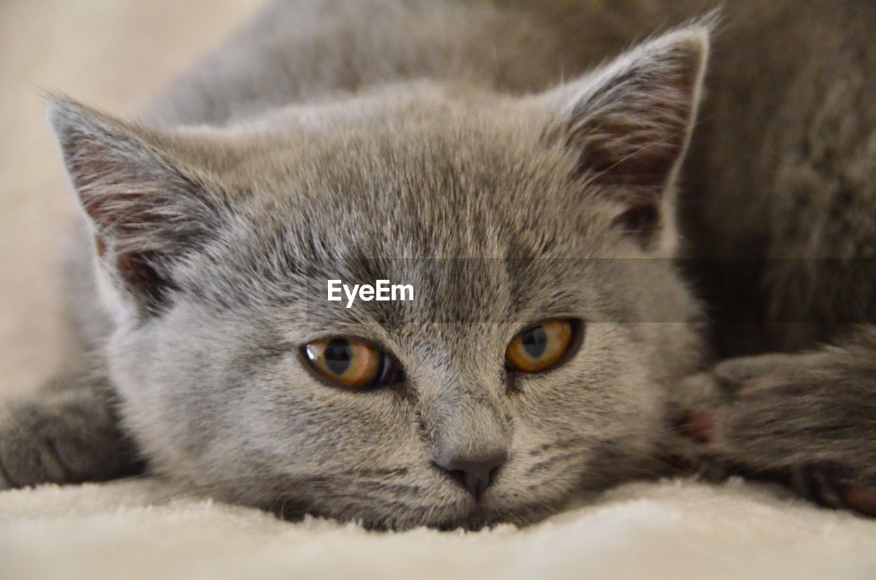 Close-up portrait of cat relaxing