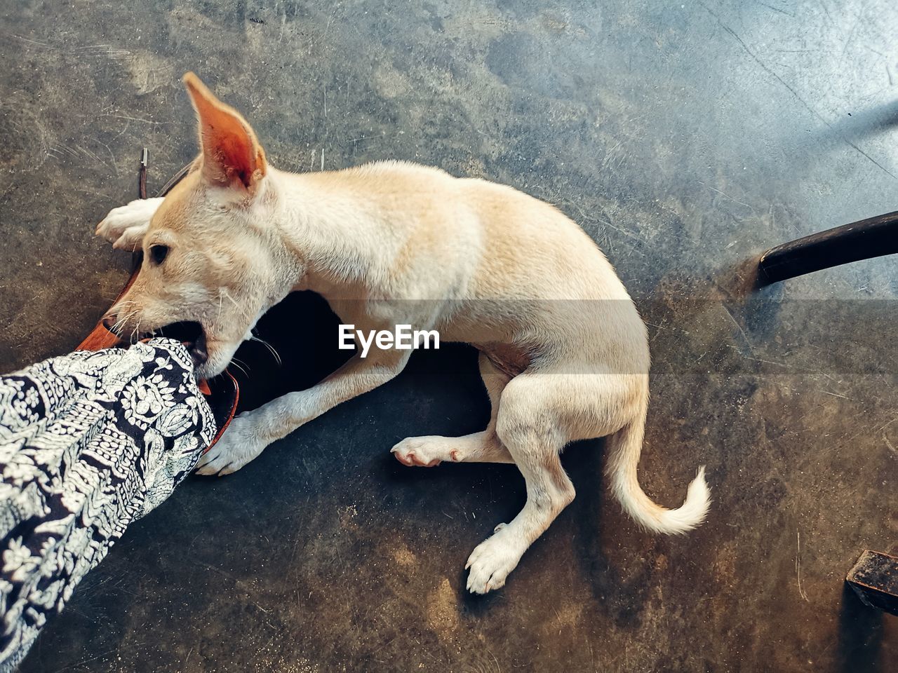 HIGH ANGLE VIEW OF A DOG SLEEPING IN A CAT