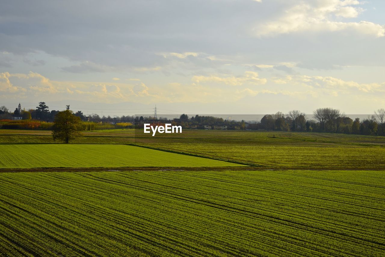 SCENIC VIEW OF RURAL LANDSCAPE