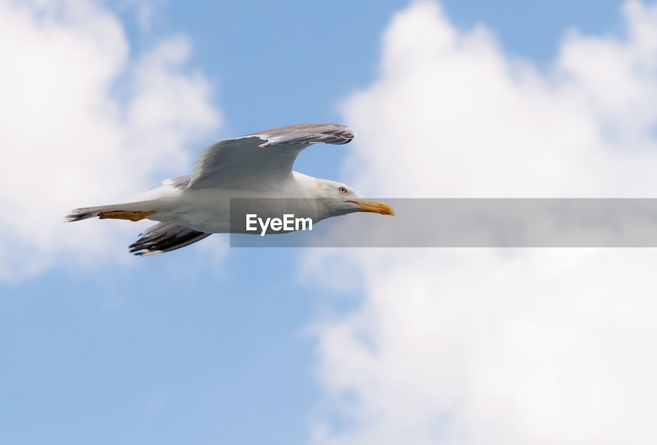 LOW ANGLE VIEW OF SEAGULLS FLYING