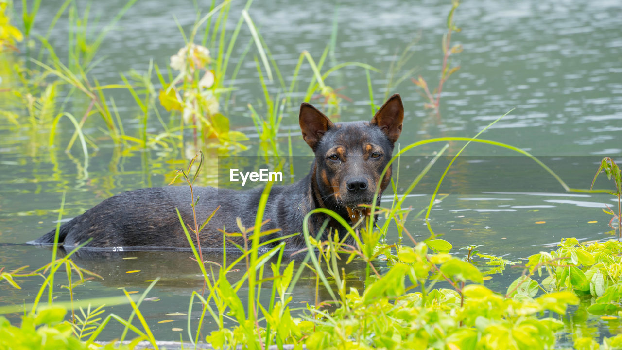 PORTRAIT OF A DOG ON LAKE