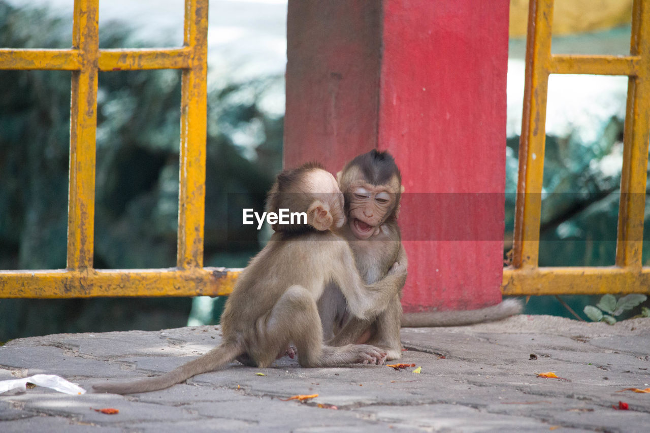 Infant monkeys sitting by railing