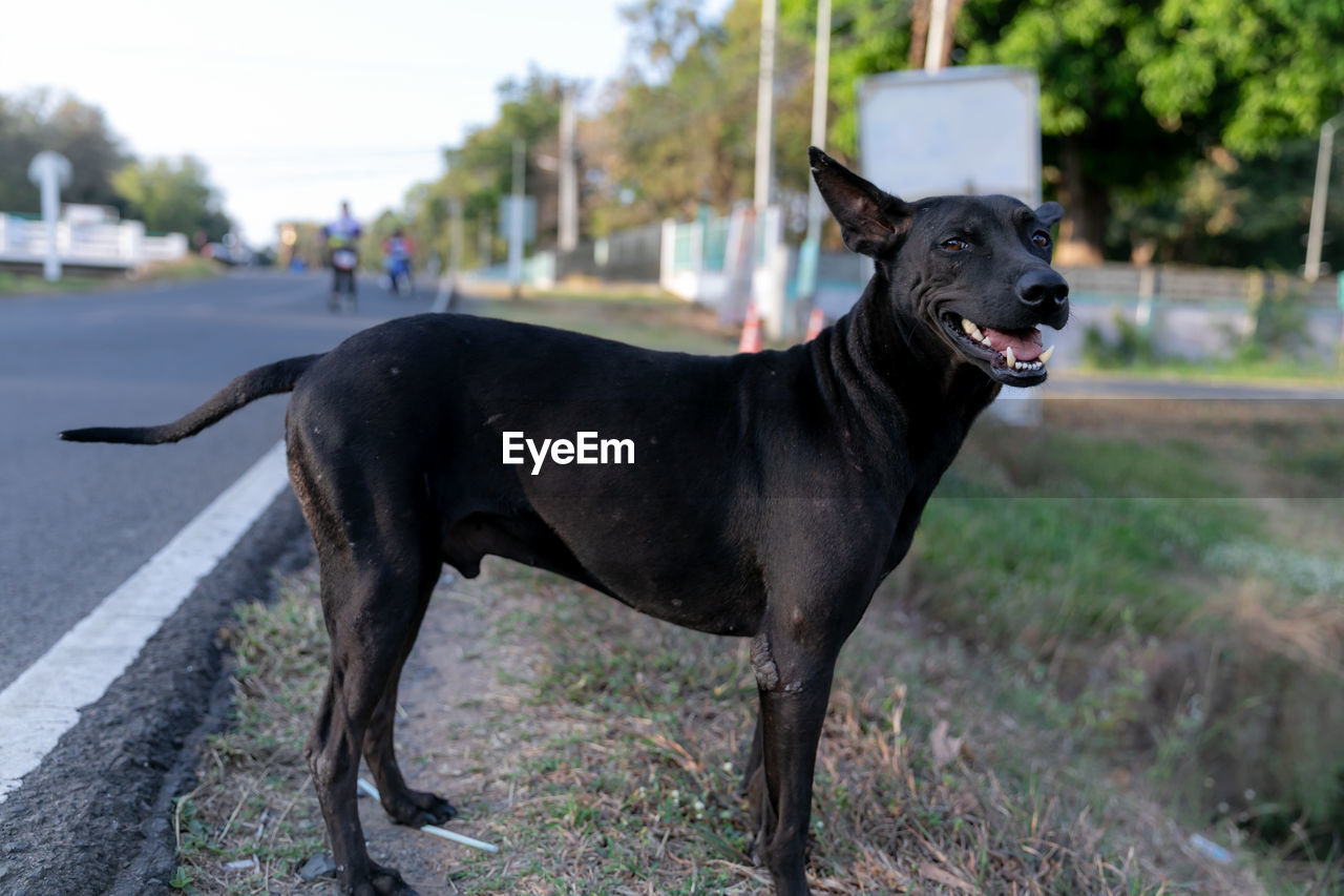 BLACK DOG STANDING ON A LAND