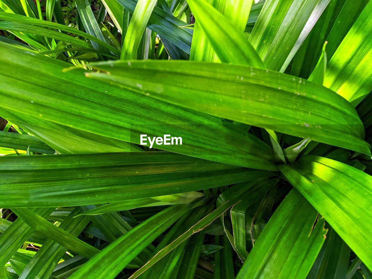 FULL FRAME SHOT OF PALM LEAVES