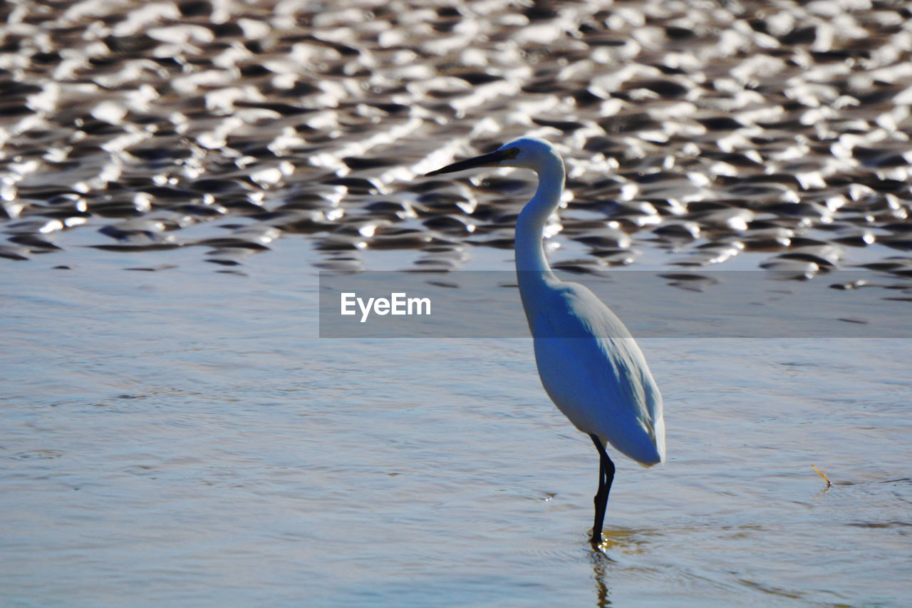 HERON IN LAKE