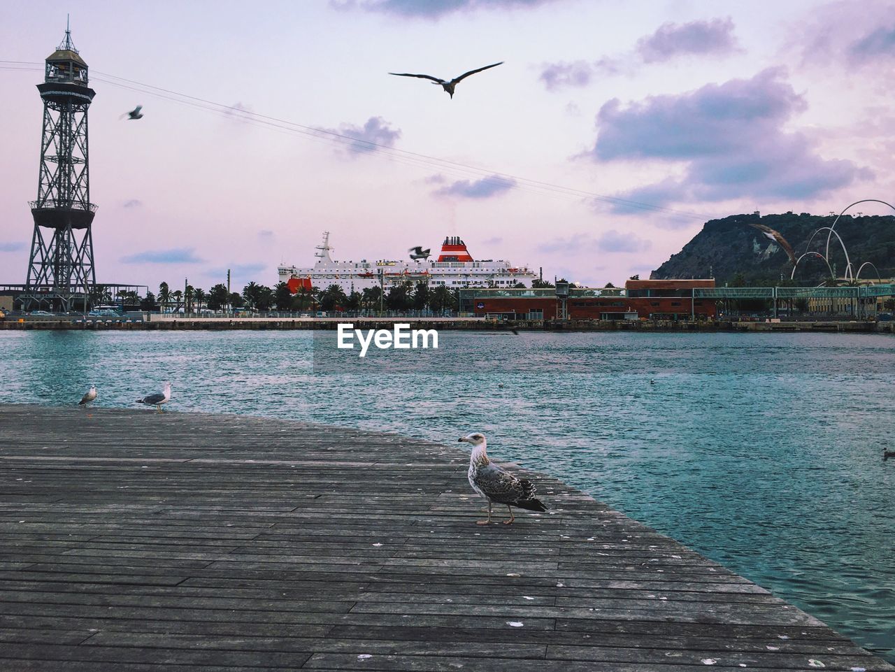 Seagull on pier by lake