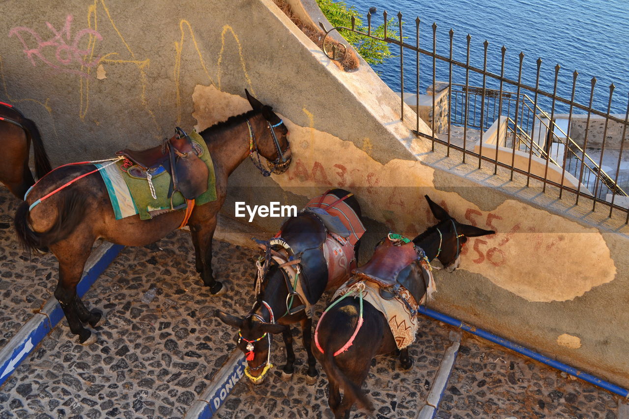 High angle view of horse on sand