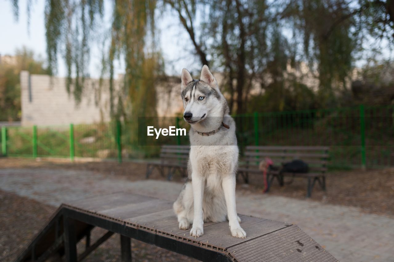 animal themes, mammal, one animal, animal, pet, domestic animals, dog, canine, tree, focus on foreground, no people, nature, plant, day, bench, seat, sitting, carnivore, outdoors