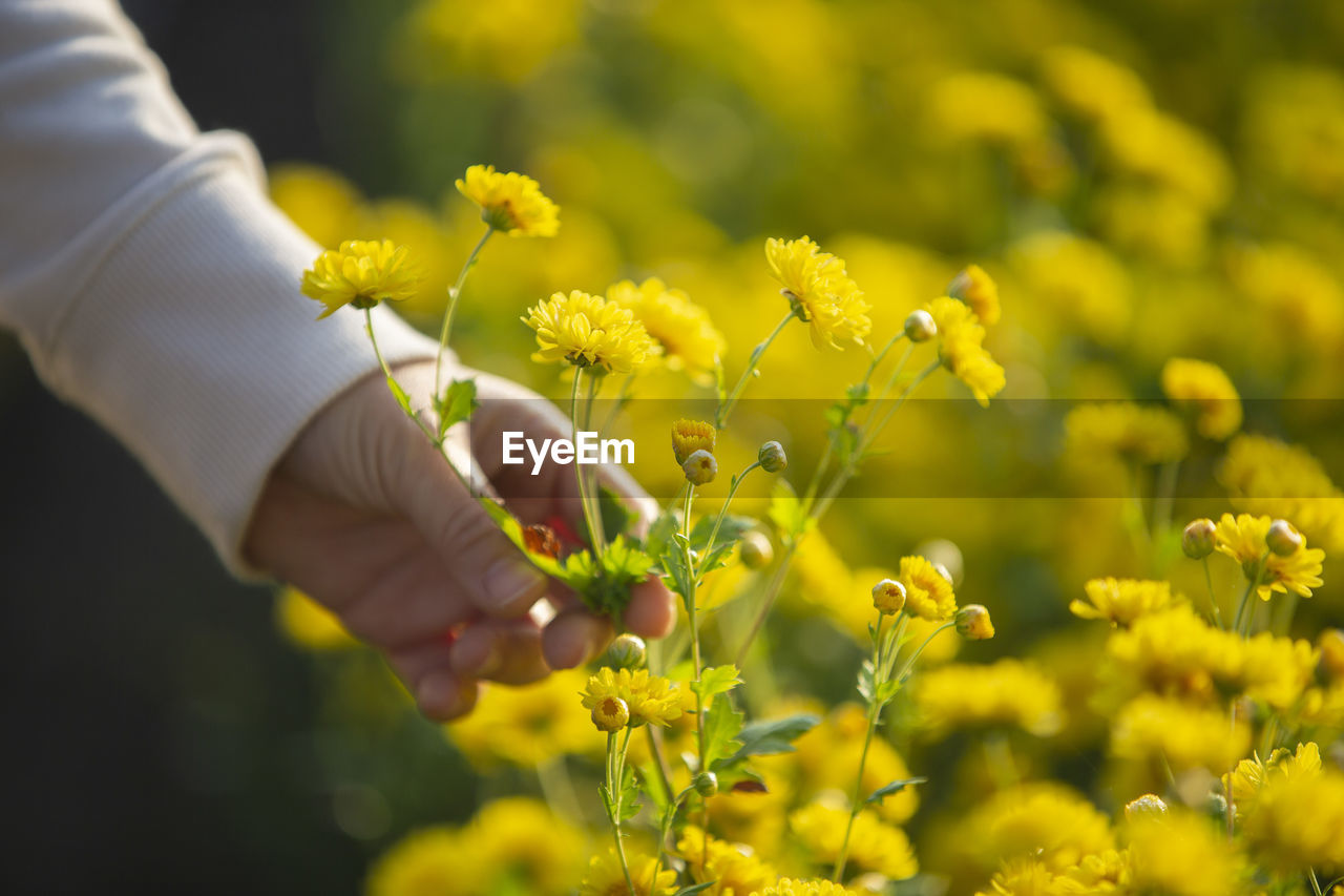 Chrysanthemum or dendranthema indicum l. , chrysanthemum flower fields