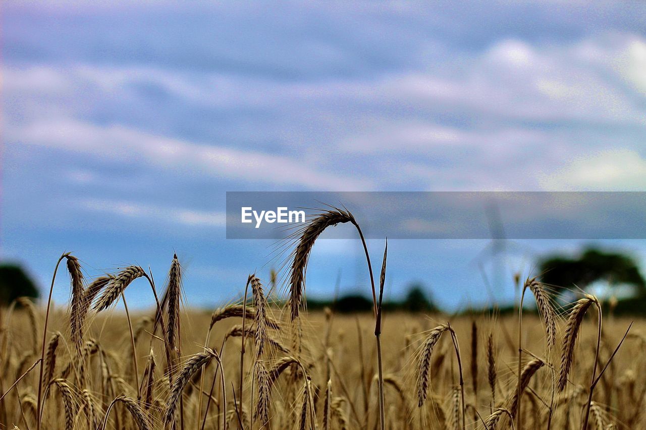 CLOSE-UP OF STALKS IN FIELD AGAINST SKY