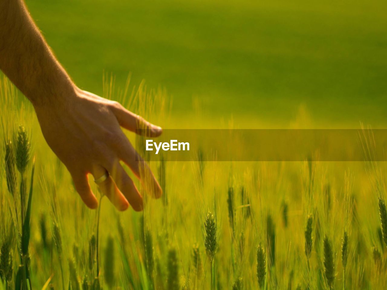 CLOSE-UP OF HAND HOLDING WHEAT FIELD