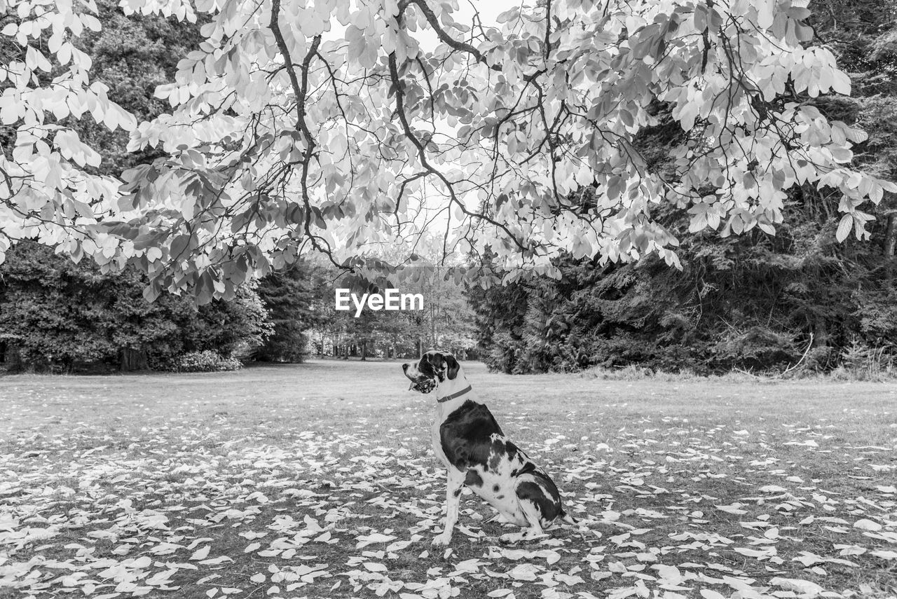 Side view of dog sitting on field at park during autumn