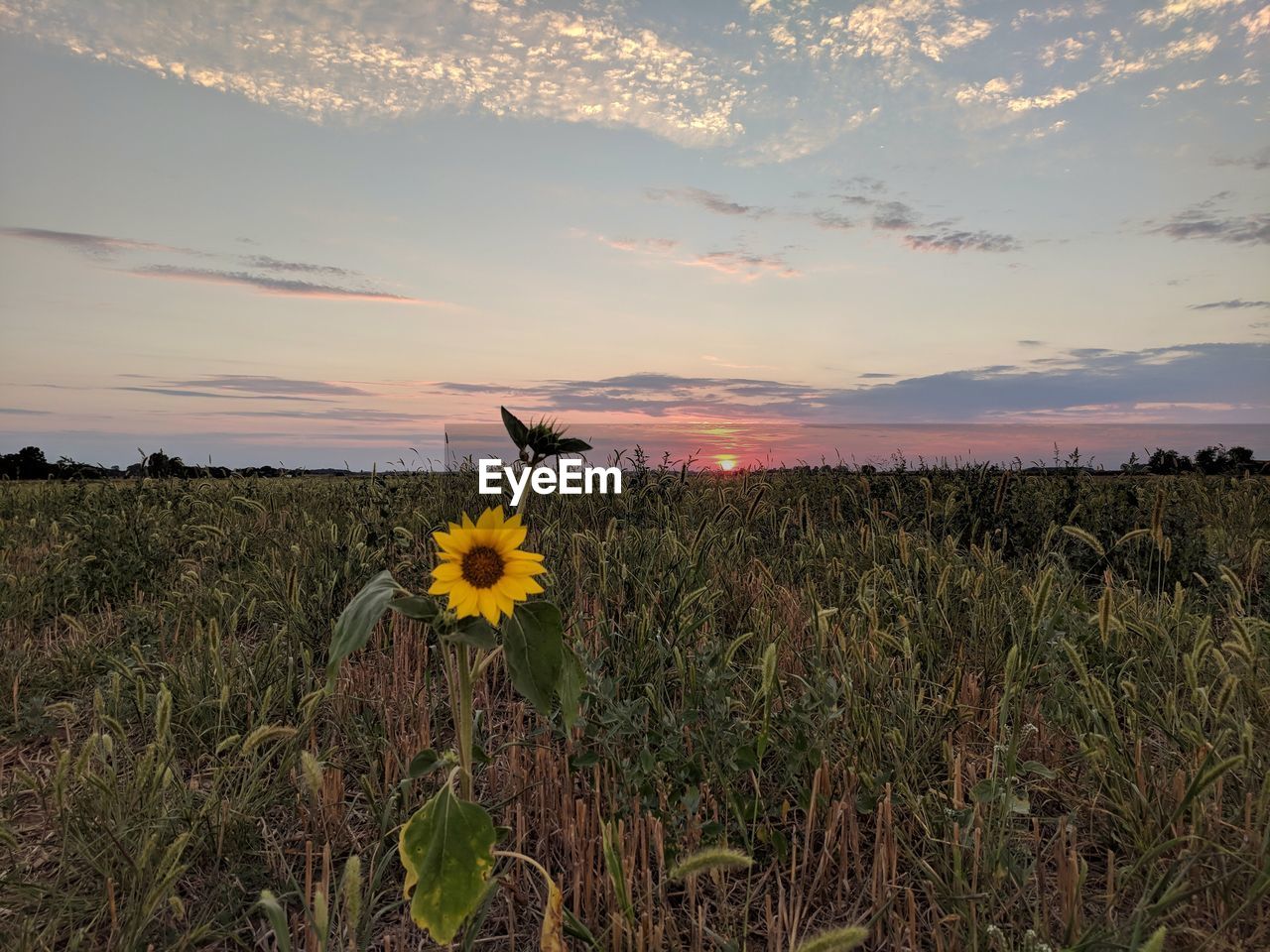 SUNFLOWERS ON FIELD AGAINST SKY DURING SUNSET